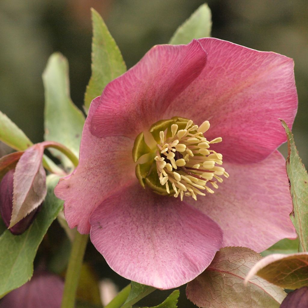 Helleborus purpurascens - Elleboro