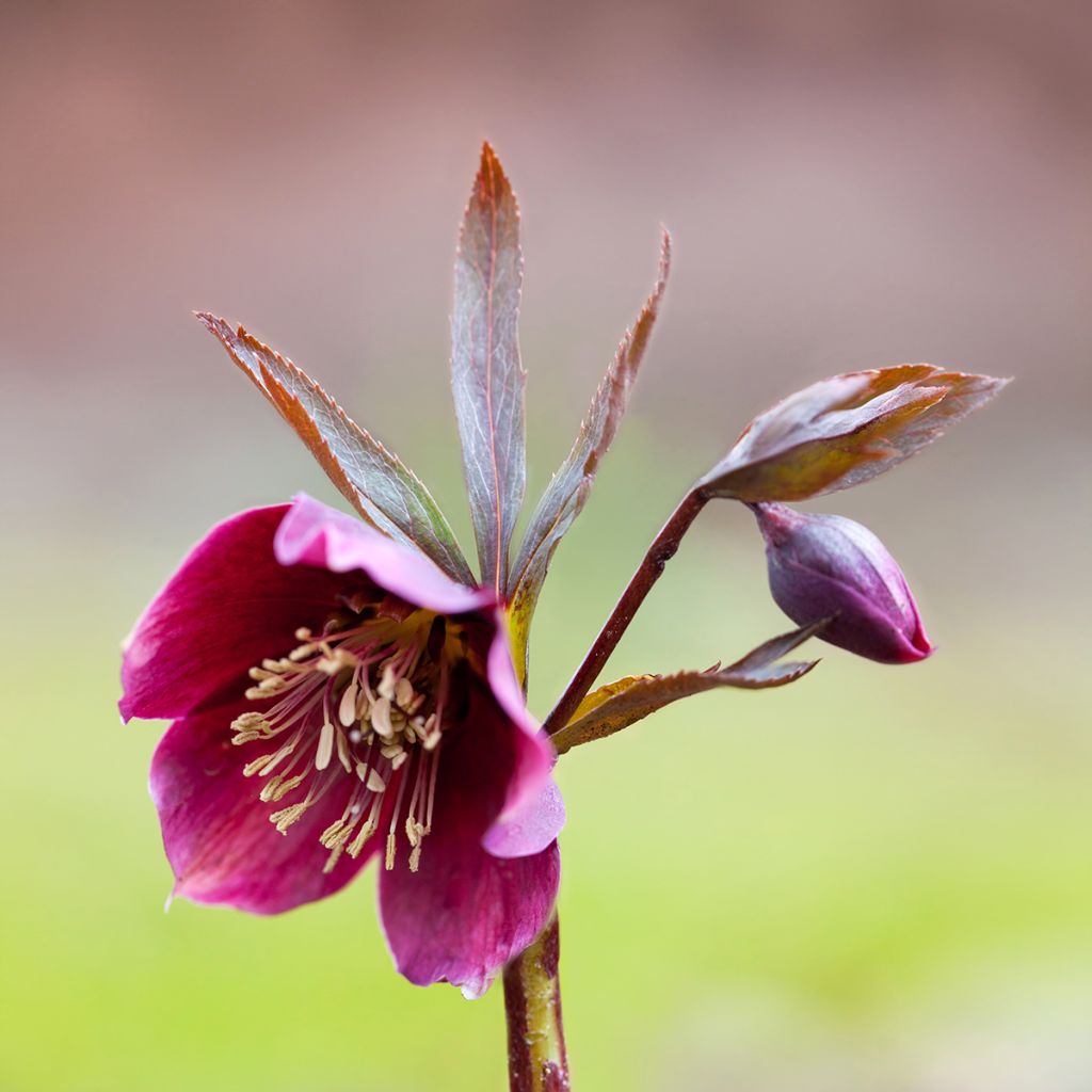 Helleborus purpurascens - Elleboro