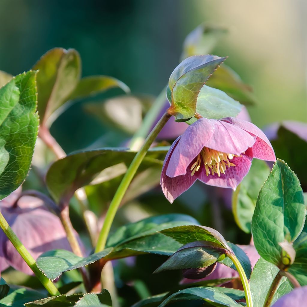 Helleborus purpurascens - Elleboro