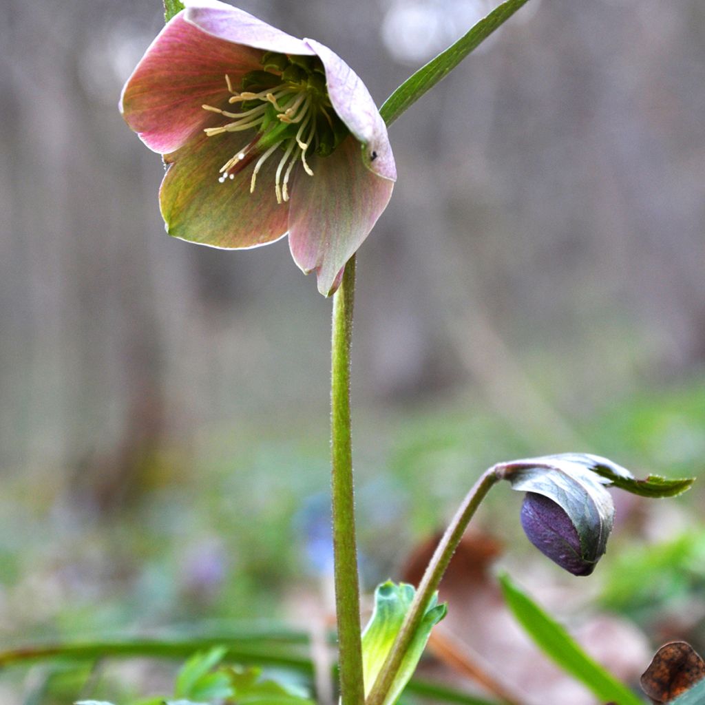 Helleborus purpurascens - Elleboro