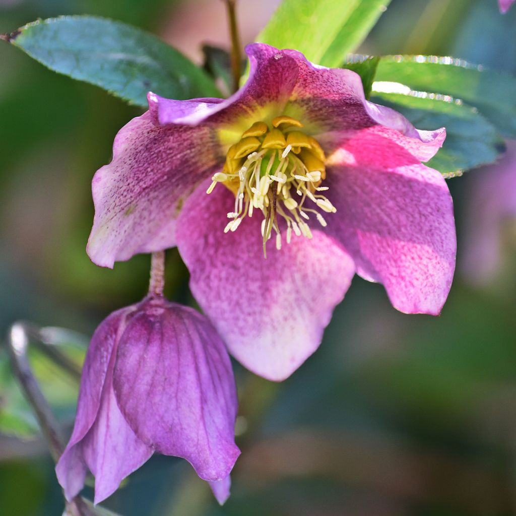 Helleborus purpurascens - Elleboro