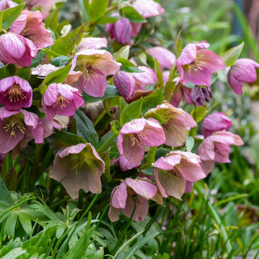Helleborus purpurascens - Elleboro