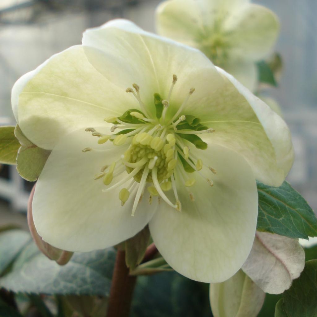 Helleborus Magic Leaves - Elleboro