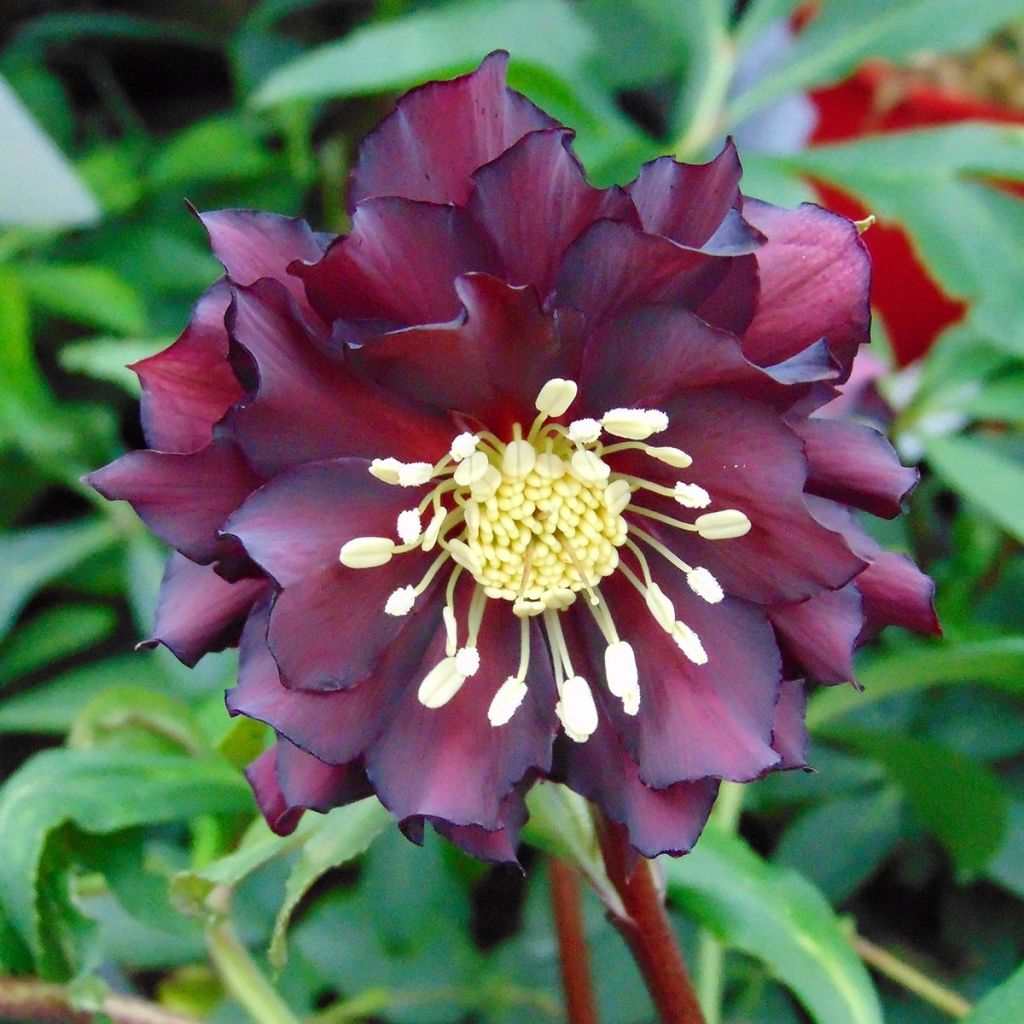 Helleborus Luisa - Elleboro