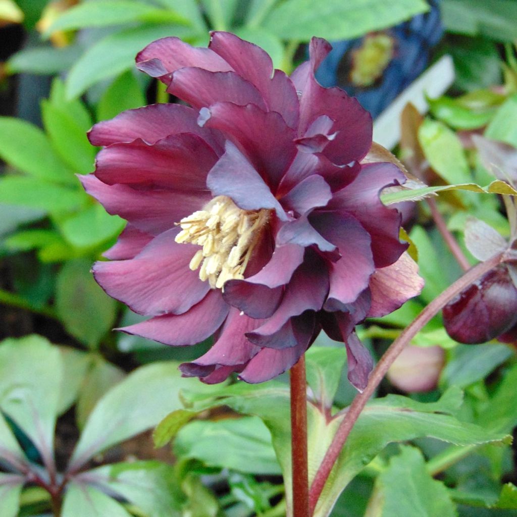 Helleborus Luisa - Elleboro