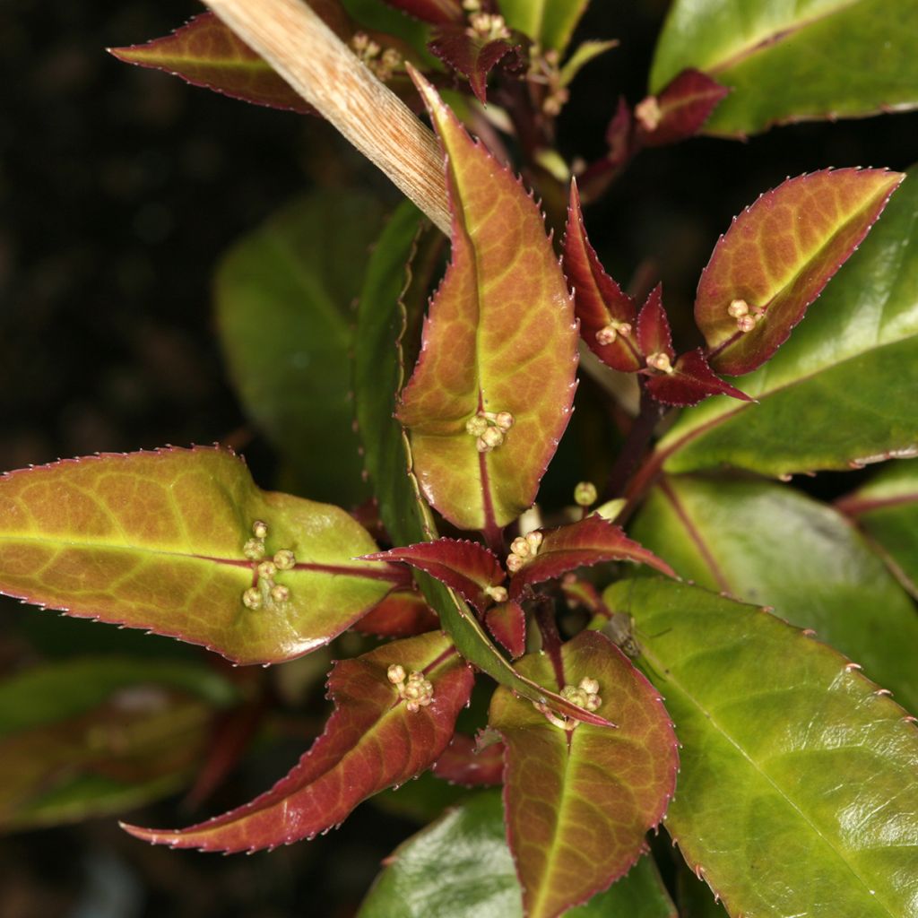 Helwingia chinensis (maschio)