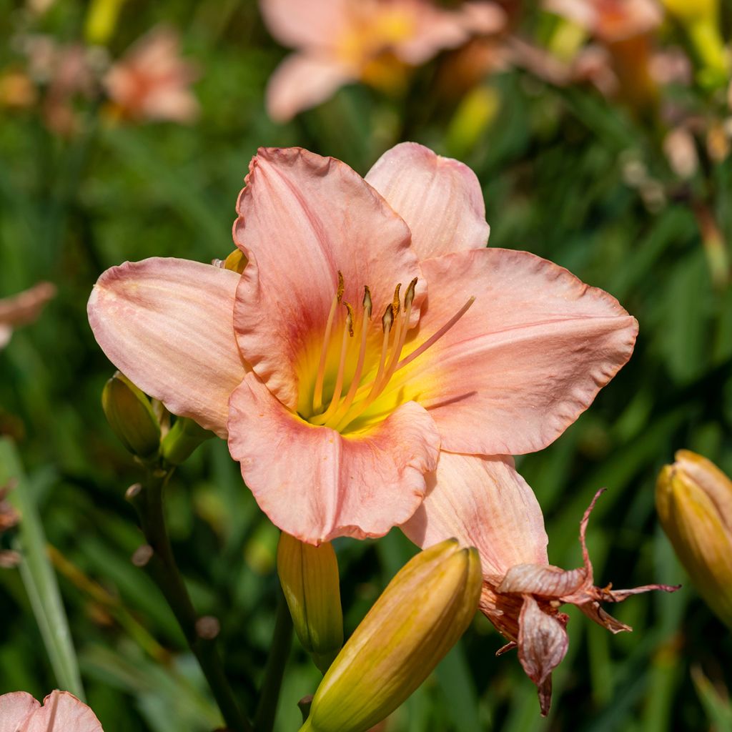 Hemerocallis Barbara Mitchell - Emerocallide