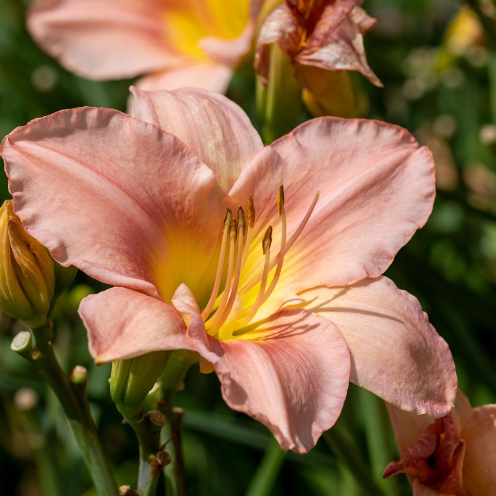 Hemerocallis Barbara Mitchell - Emerocallide