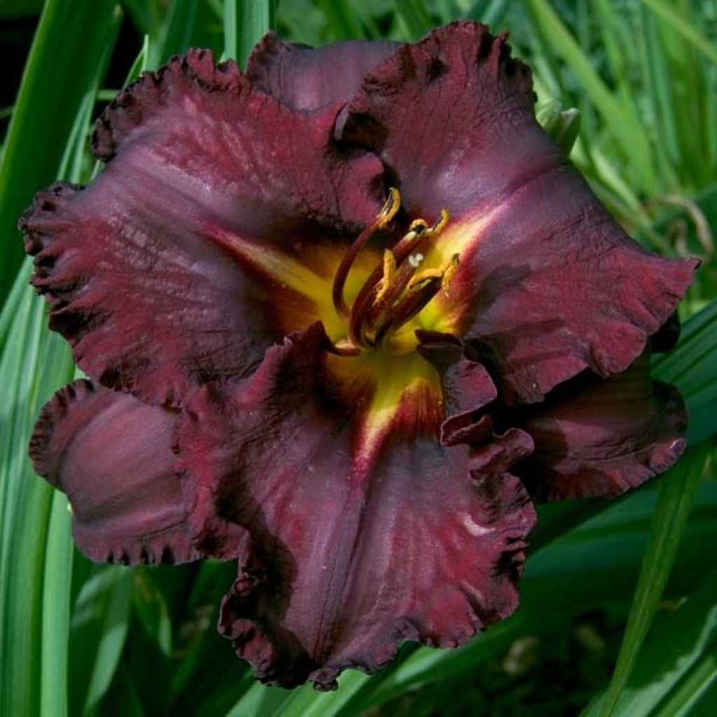 Hemerocallis Black Stockings - Emerocallide