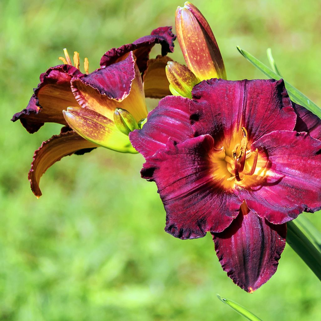 Hemerocallis Black Stockings - Emerocallide