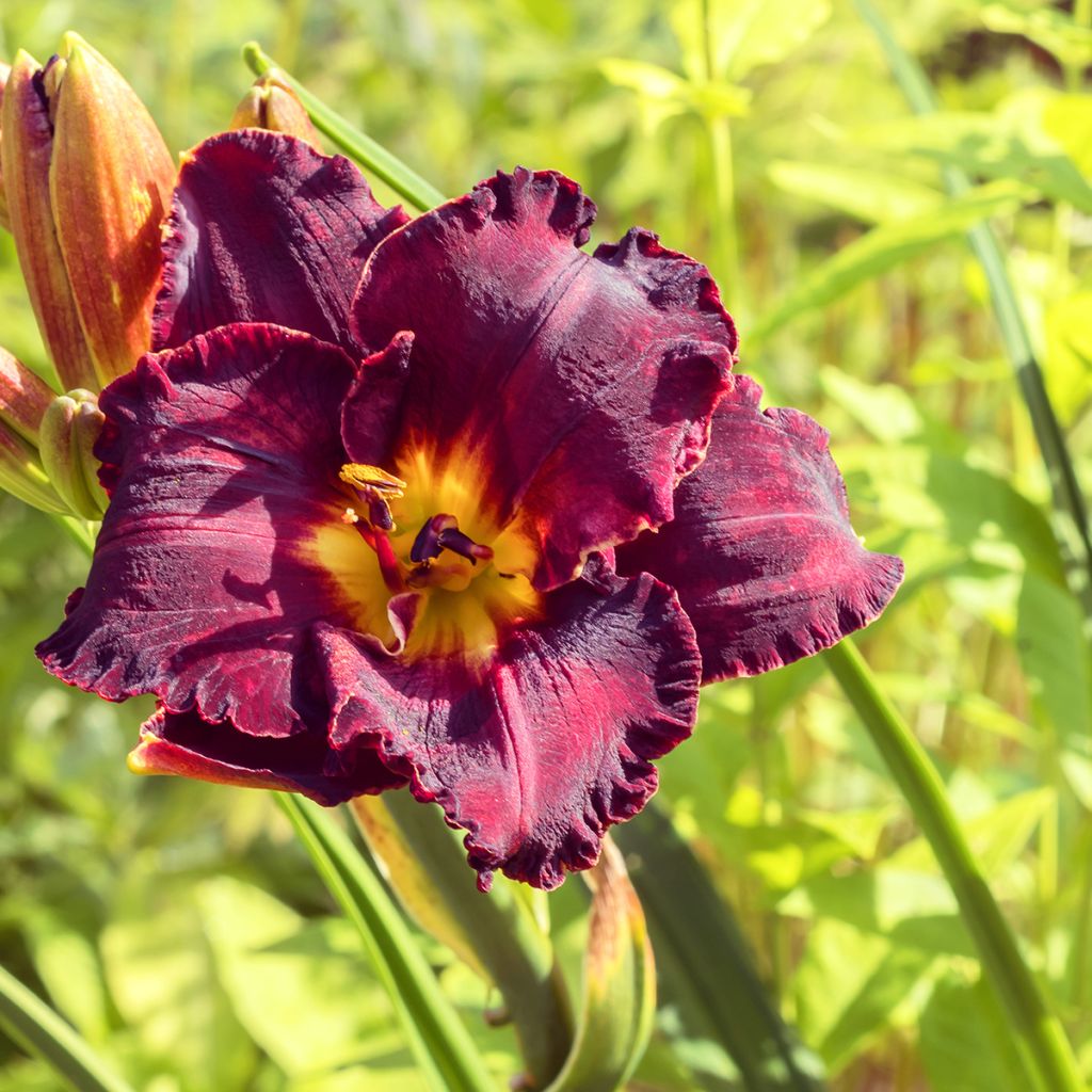 Hemerocallis Black Stockings - Emerocallide