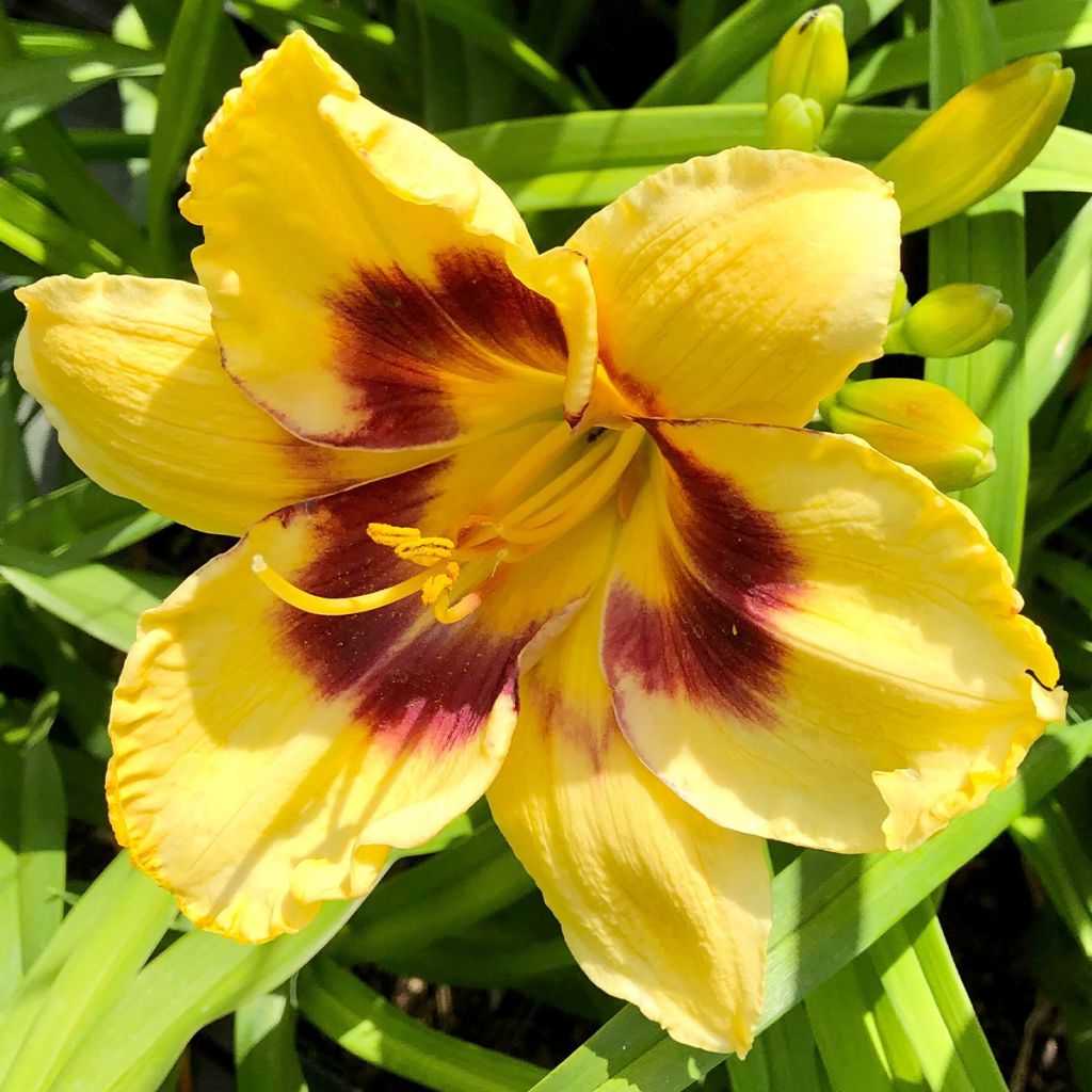 Hemerocallis Calico Jack - Emerocallide