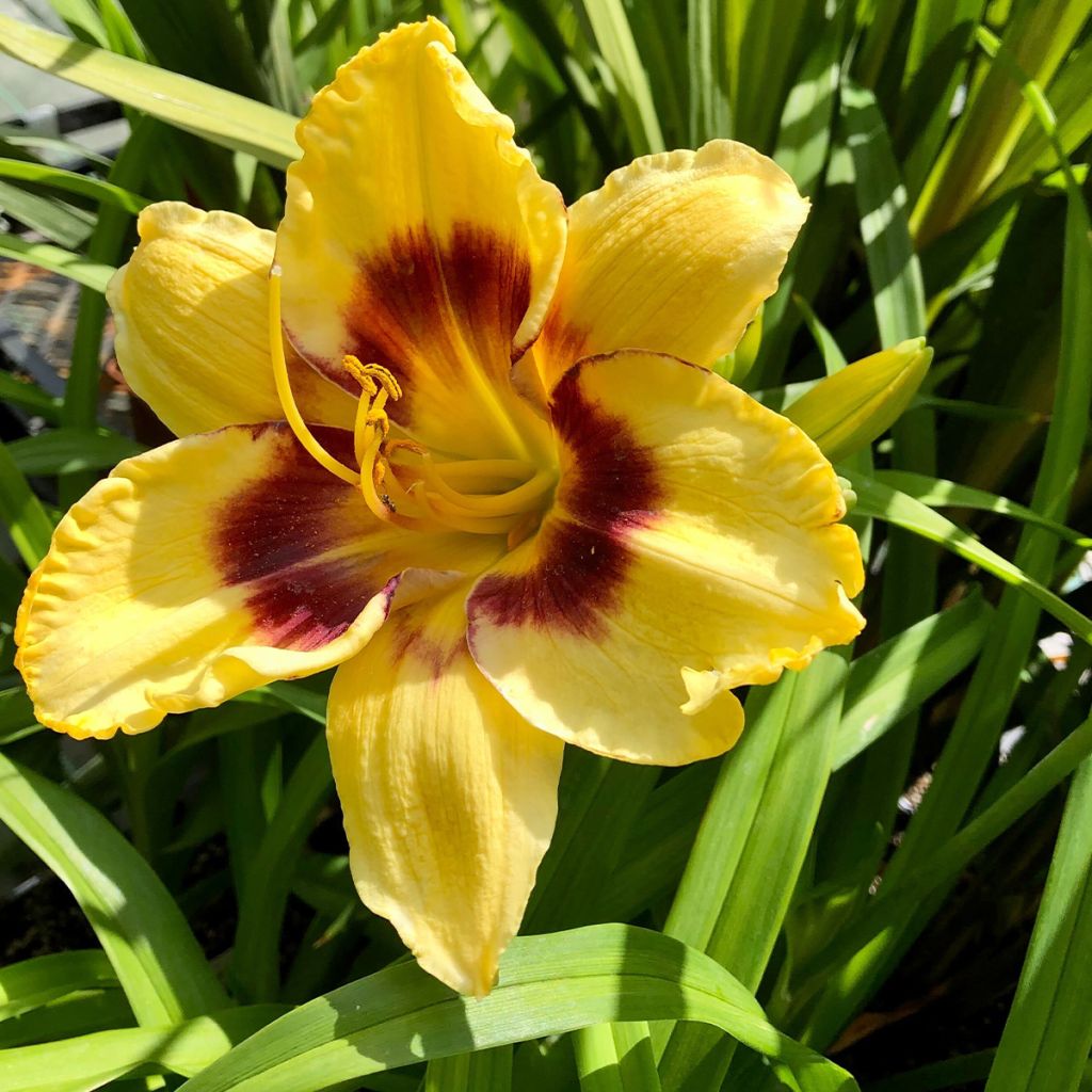 Hemerocallis Calico Jack - Emerocallide