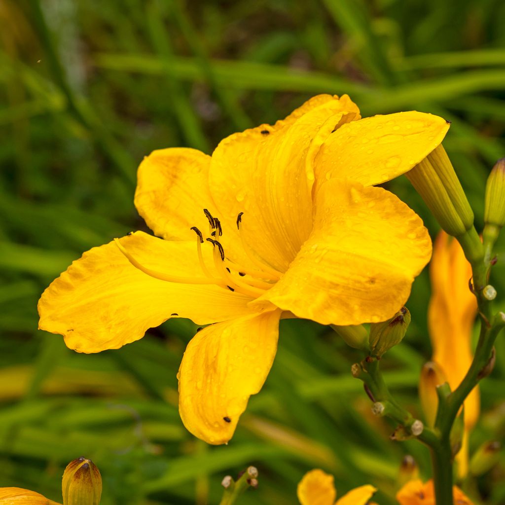 Hemerocallis Cartwheels - Emerocallide
