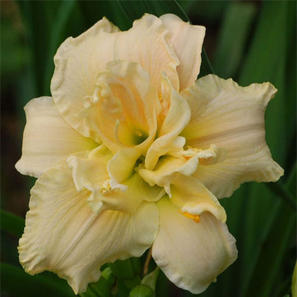 Hemerocallis Chardonnay - Emerocallide
