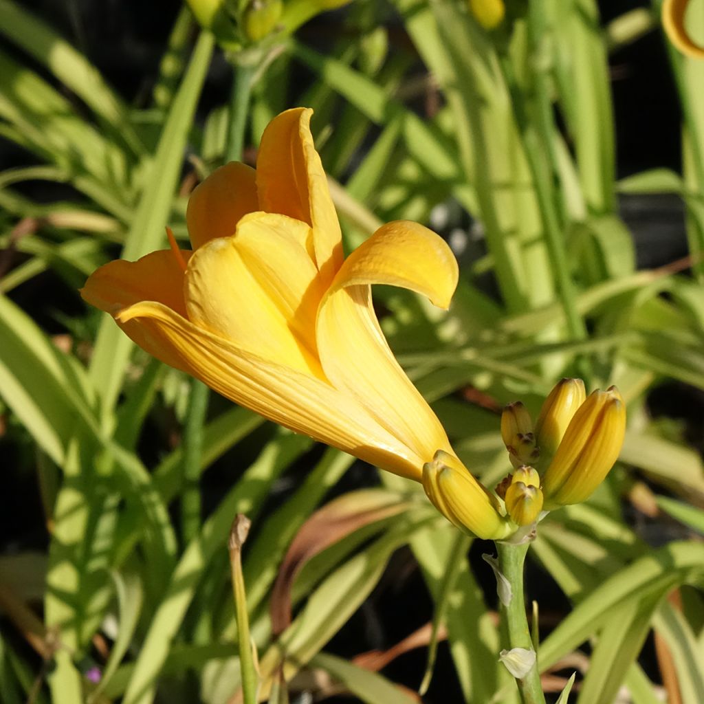Hemerocallis Chicago Sunrise - Emerocallide