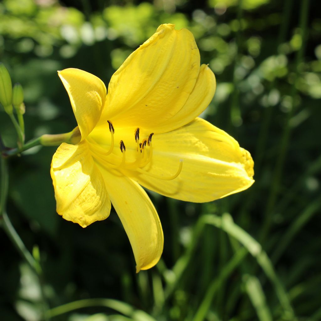 Hemerocallis Corky - Emerocallide