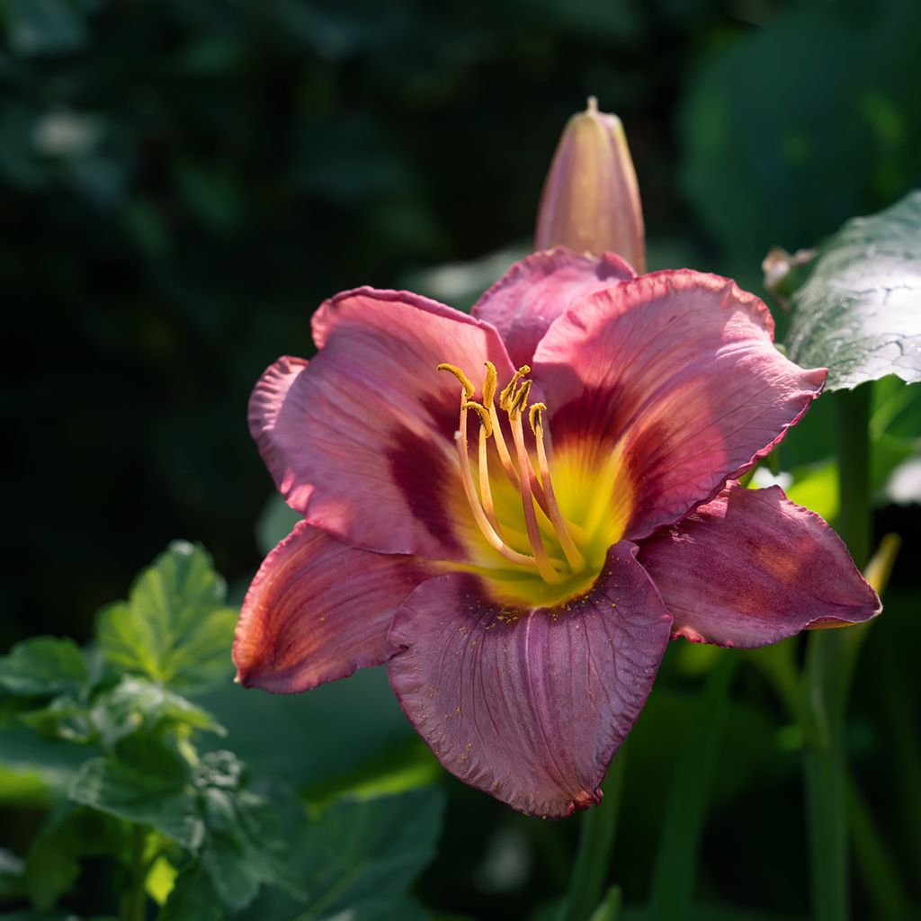 Hemerocallis Daring Deception - Emerocallide