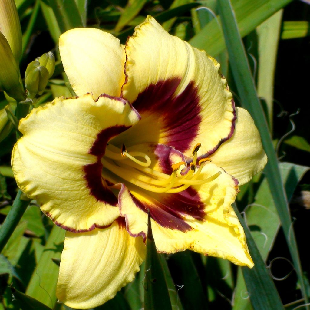 Hemerocallis El Desperado - Emerocallide