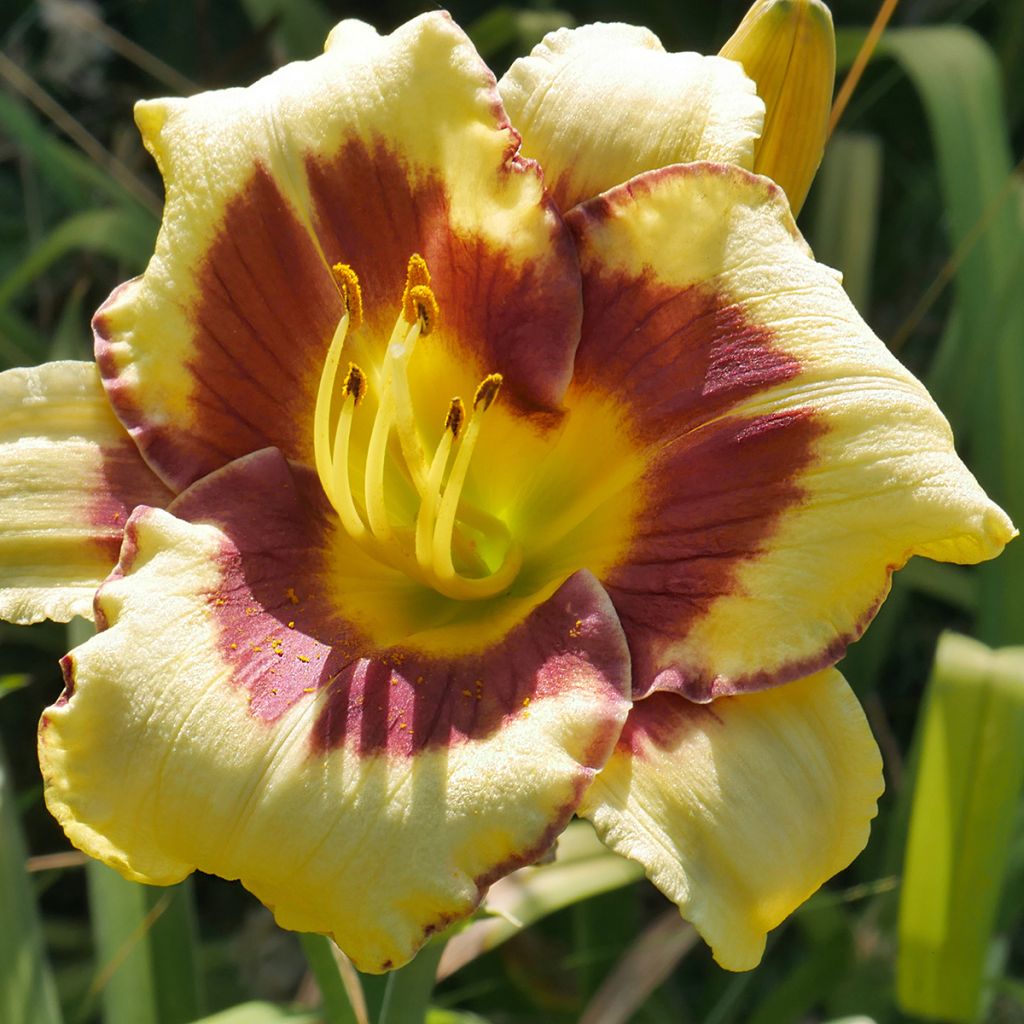 Hemerocallis El Desperado - Emerocallide