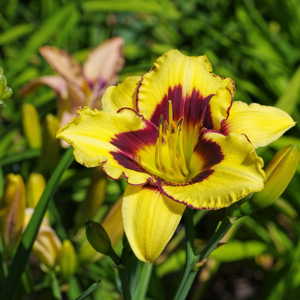 Hemerocallis El Desperado - Emerocallide