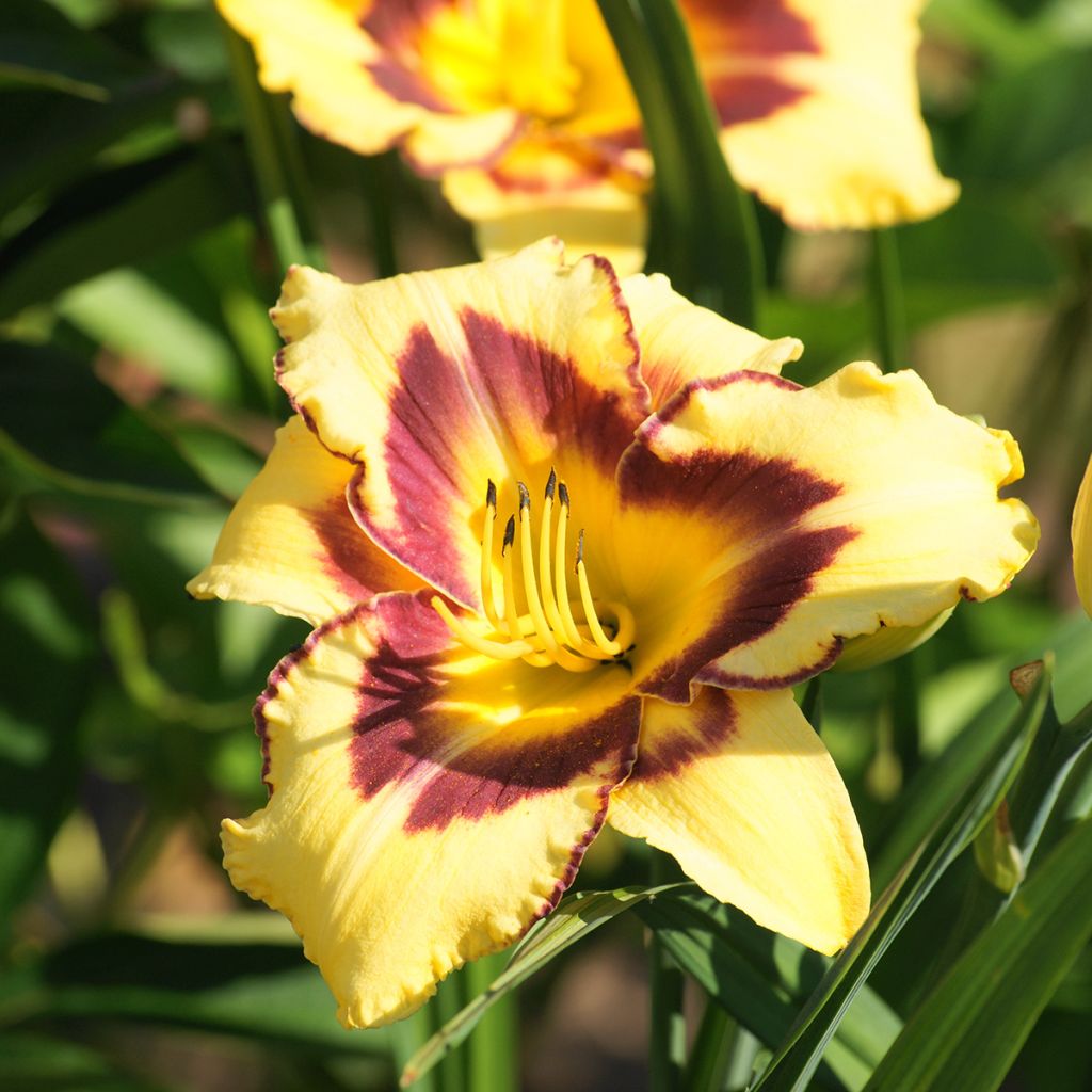 Hemerocallis El Desperado - Emerocallide