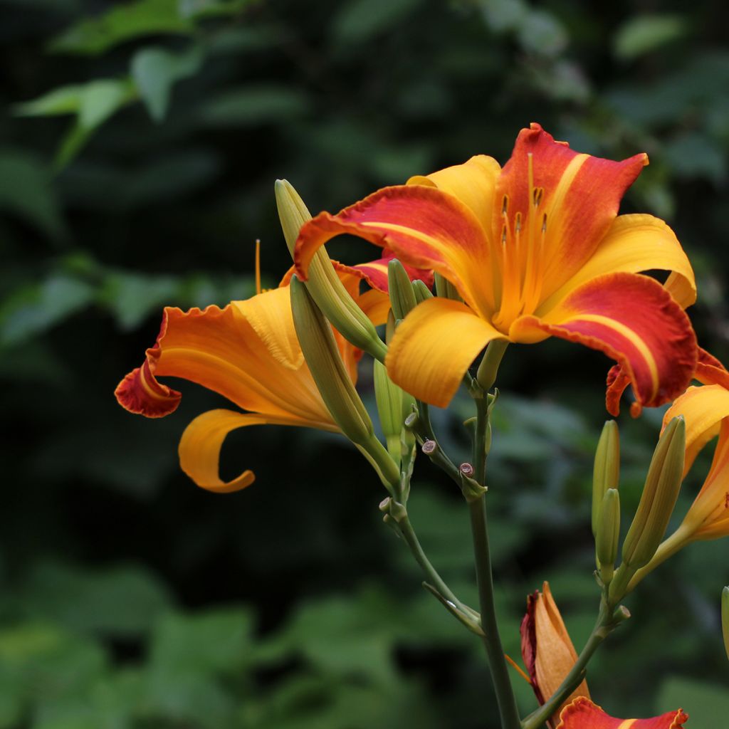 Hemerocallis Frans Hals - Emerocallide