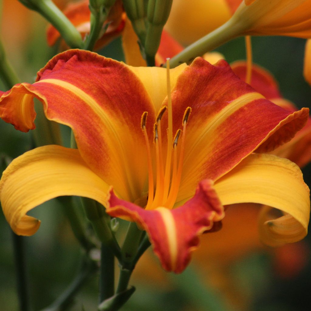 Hemerocallis Frans Hals - Emerocallide
