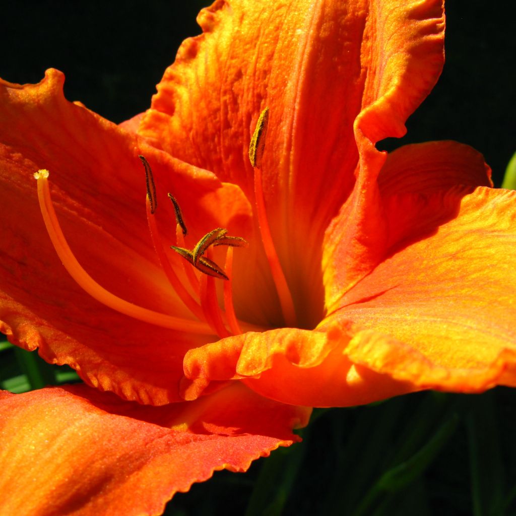 Hémérocalle Hot Wire - Lis d'un Jour