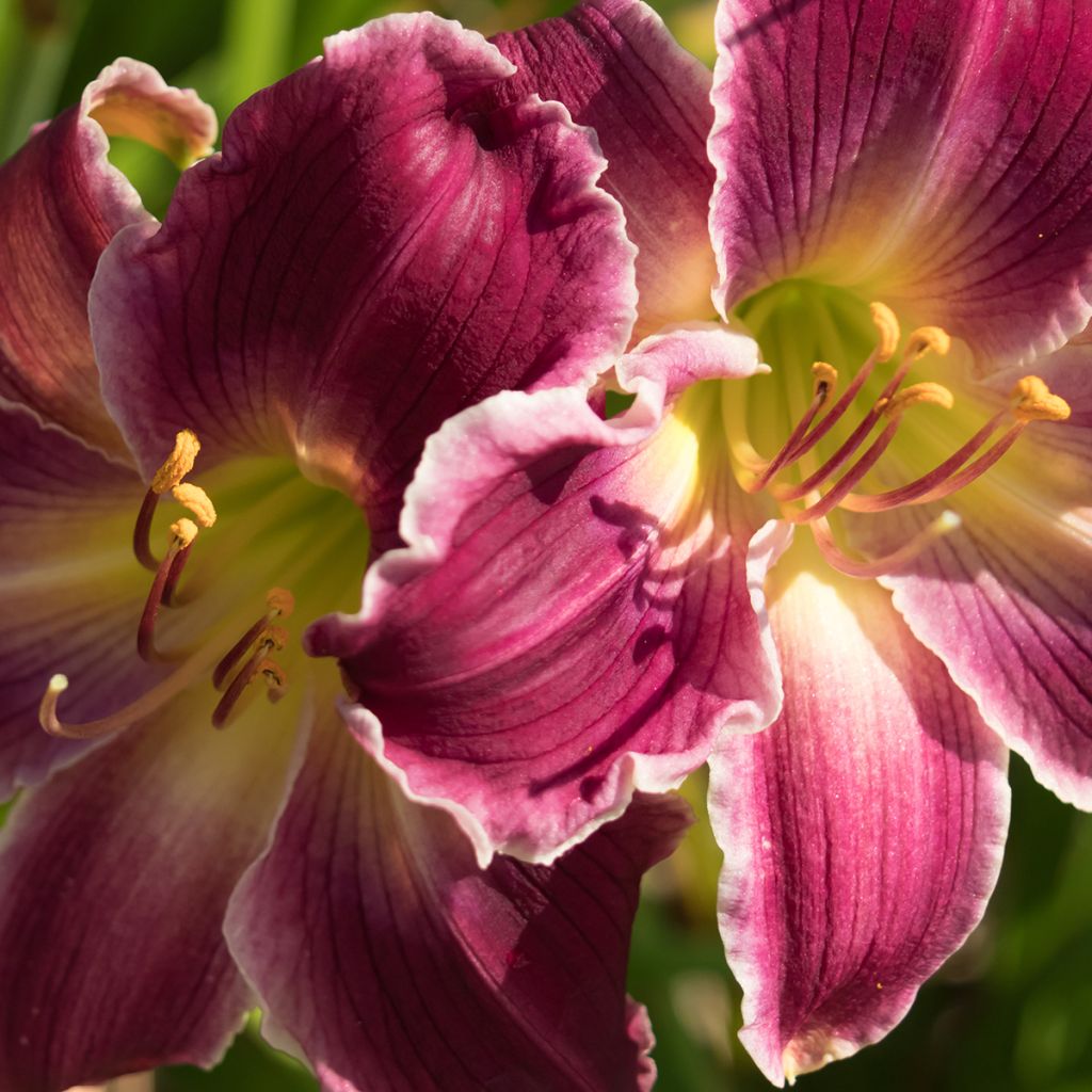 Hemerocallis Indian Giver - Emerocallide