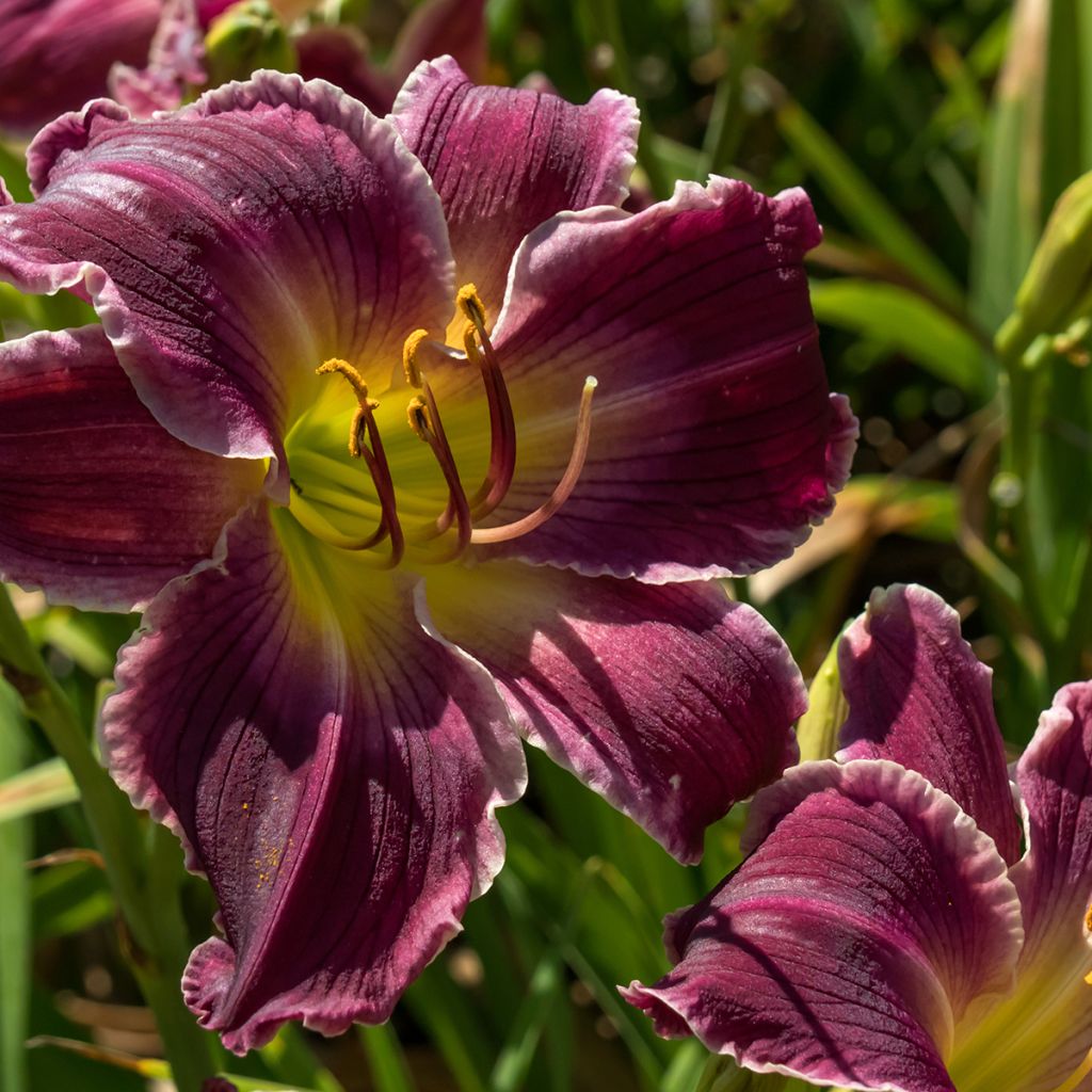 Hemerocallis Indian Giver - Emerocallide