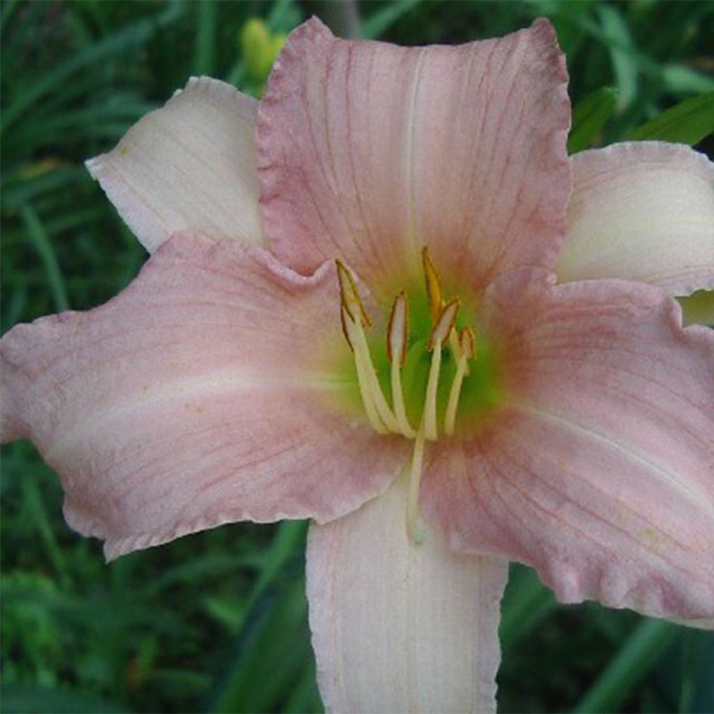 Hemerocallis Luxury Lace - Emerocallide