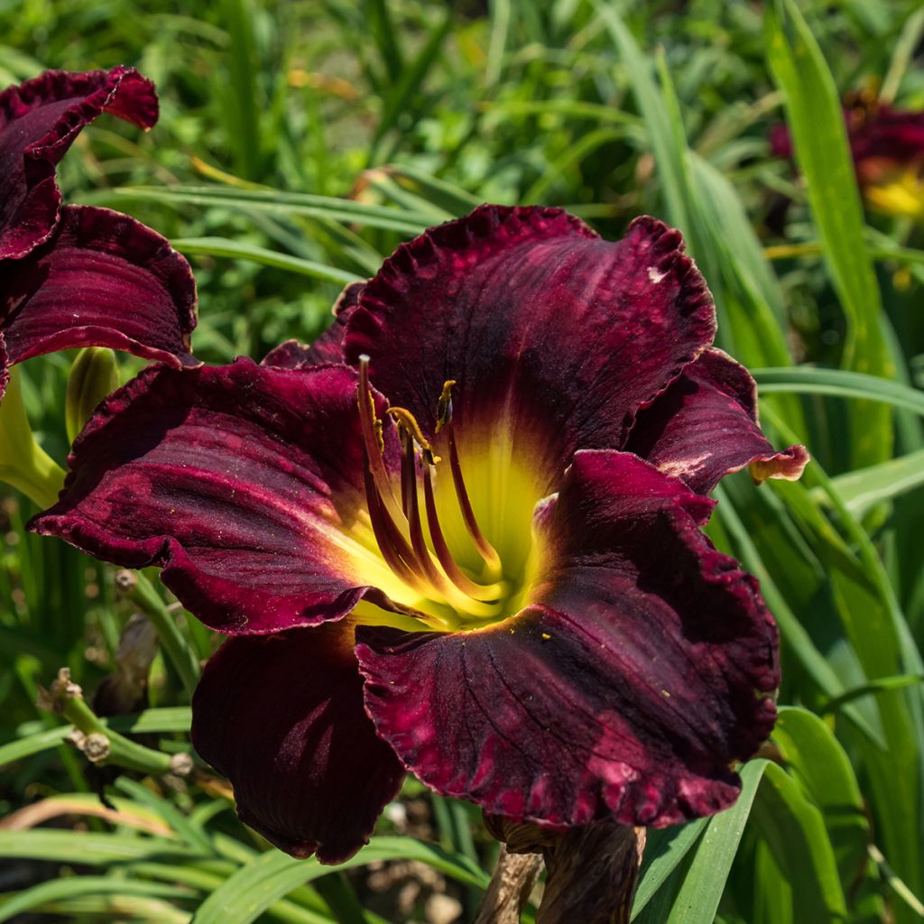 Hemerocallis Midnight Magic - Emerocallide