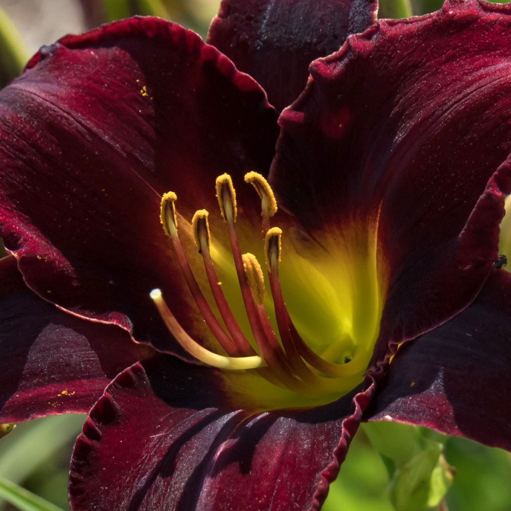 Hemerocallis Midnight Magic - Emerocallide