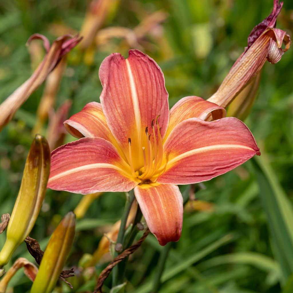 Hemerocallis Neyron Rose - Emerocallide