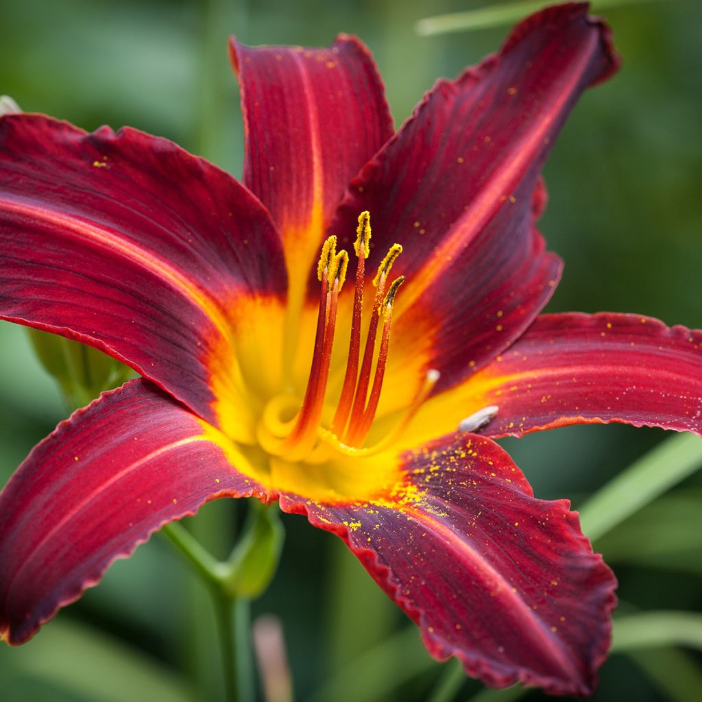 Hemerocallis Ruby Spider - Emerocallide