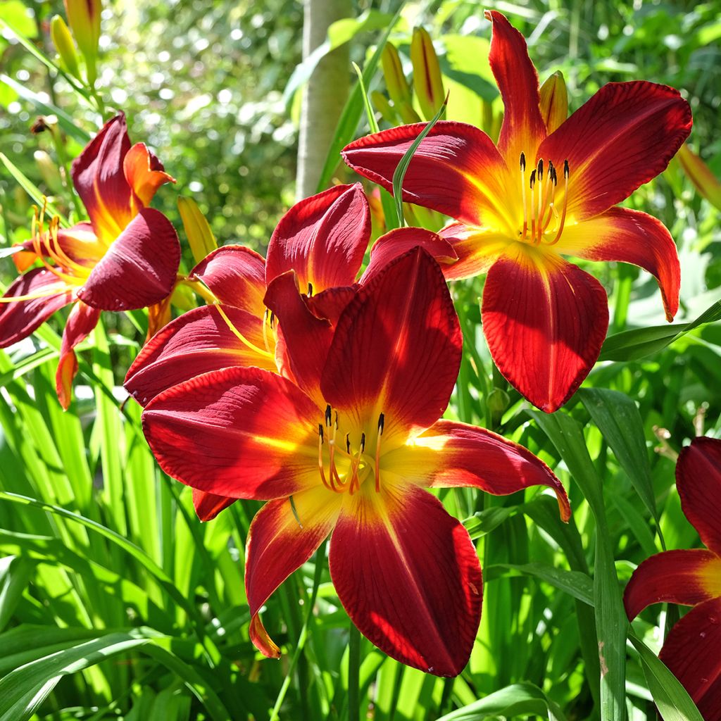 Hemerocallis Ruby Spider - Emerocallide