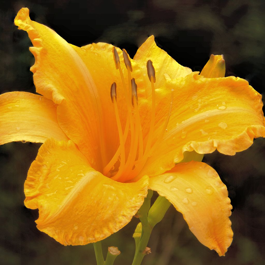 Hemerocallis Ruffled Apricot - Emerocallide