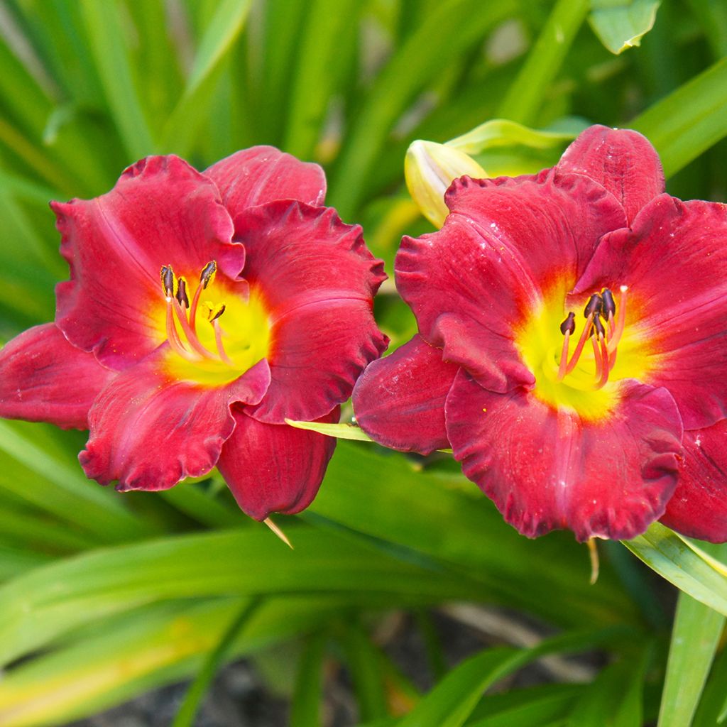 Hemerocallis Study in Scarlet - Emerocallide