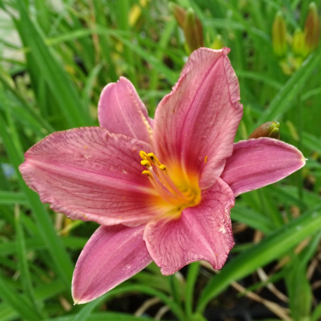 Hemerocallis Summer Wine - Emerocallide