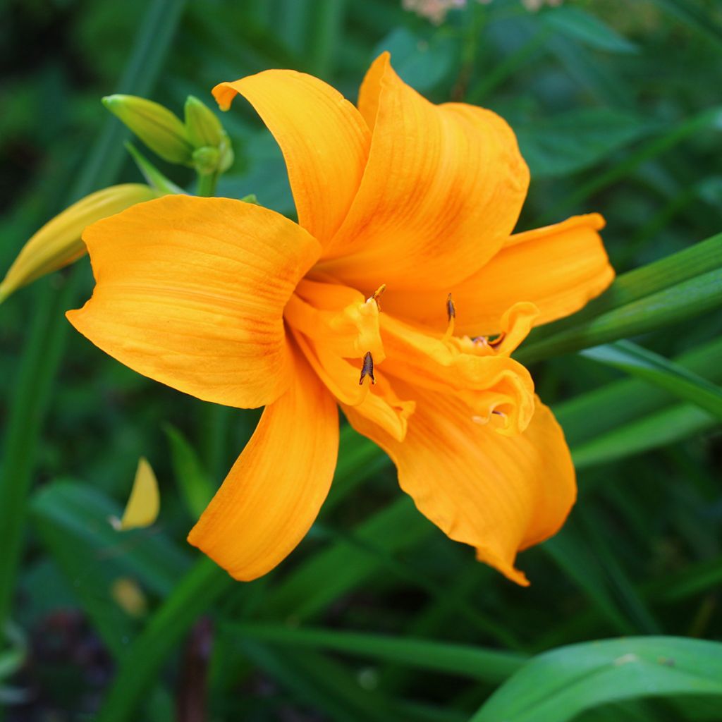 Hemerocallis Three Tears - Emerocallide