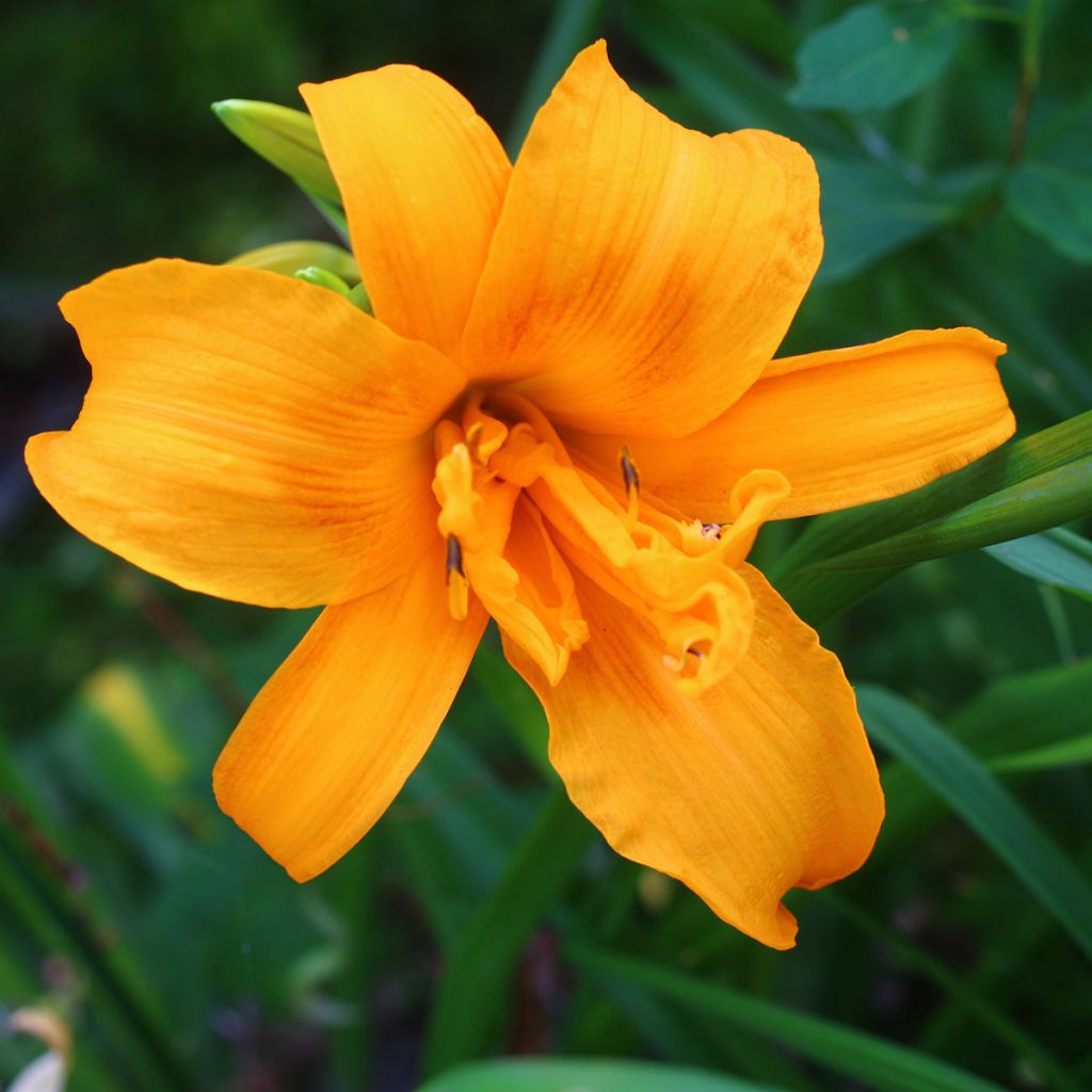 Hemerocallis Three Tears - Emerocallide