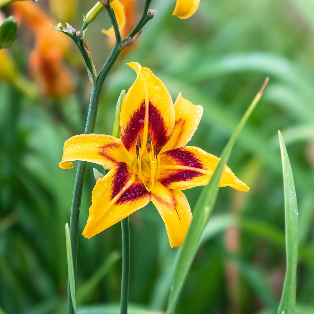 Hemerocallis Bonanza - Emerocallide