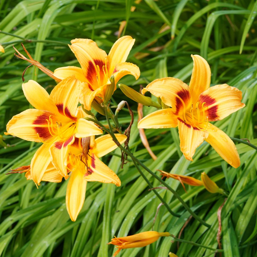 Hemerocallis Bonanza - Emerocallide