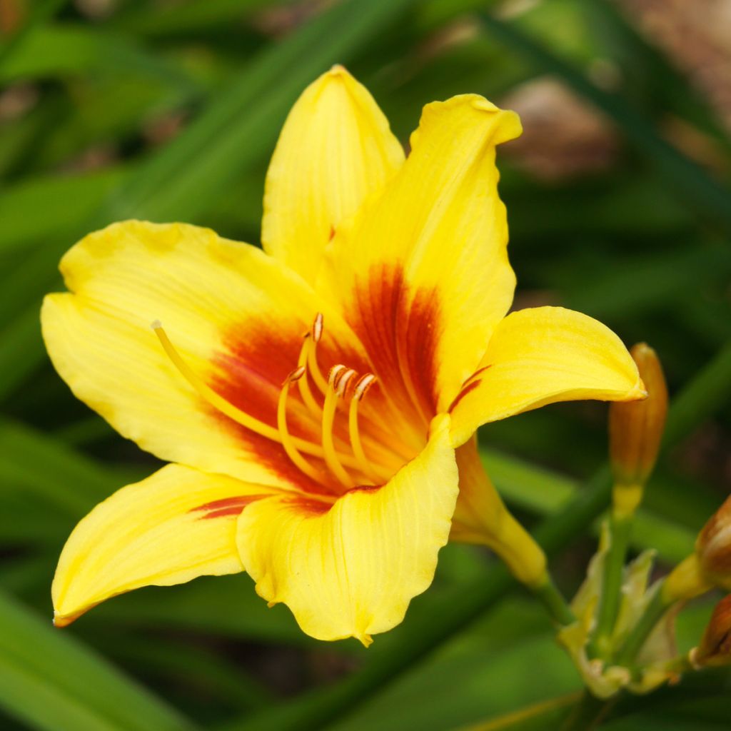 Hemerocallis Bonanza - Emerocallide