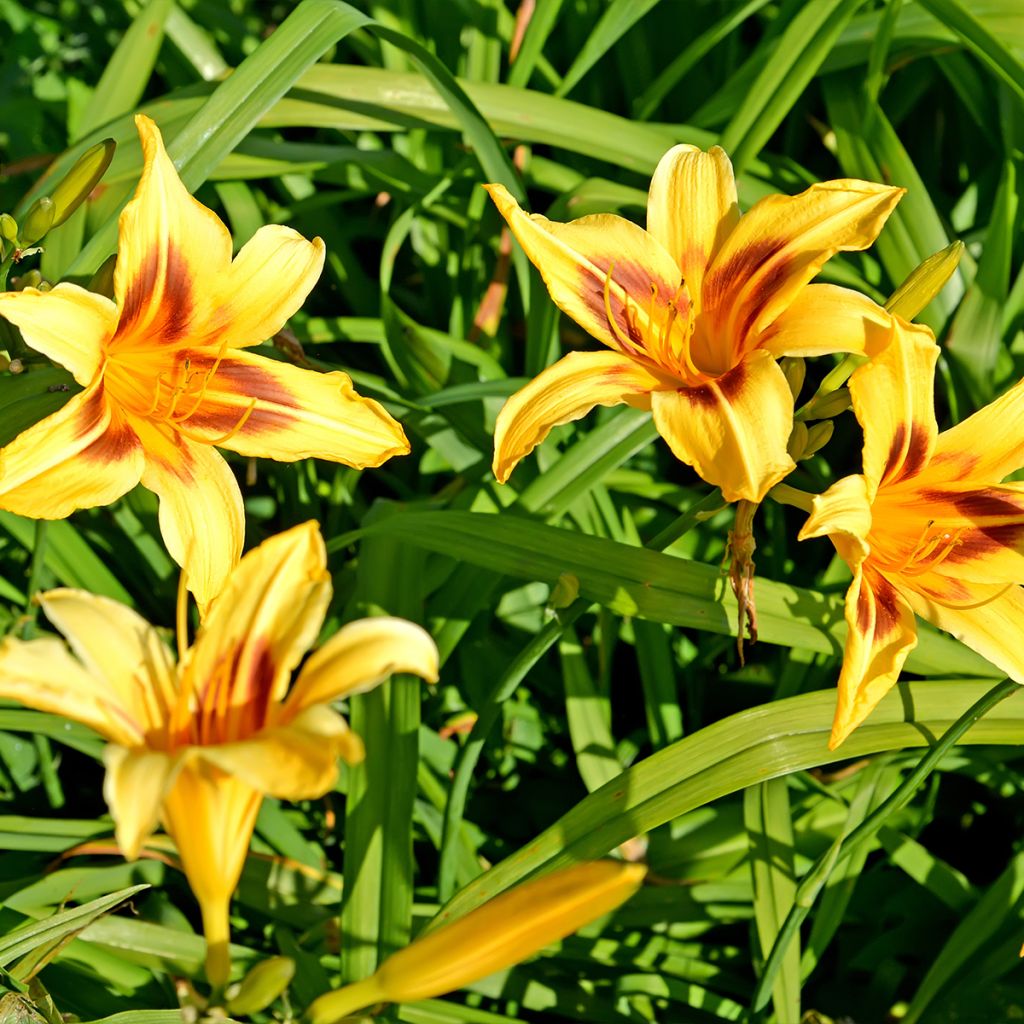 Hemerocallis Bonanza - Emerocallide