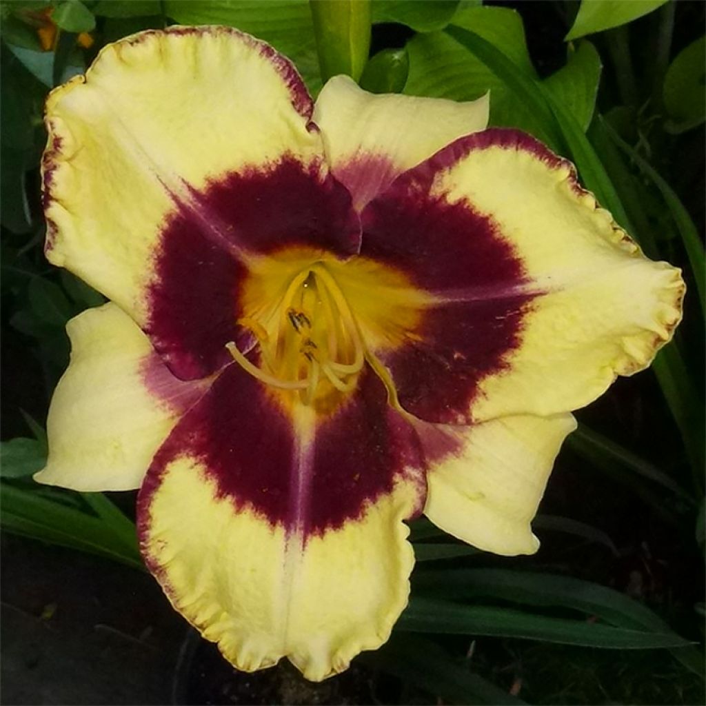 Hemerocallis Calico Jack - Emerocallide