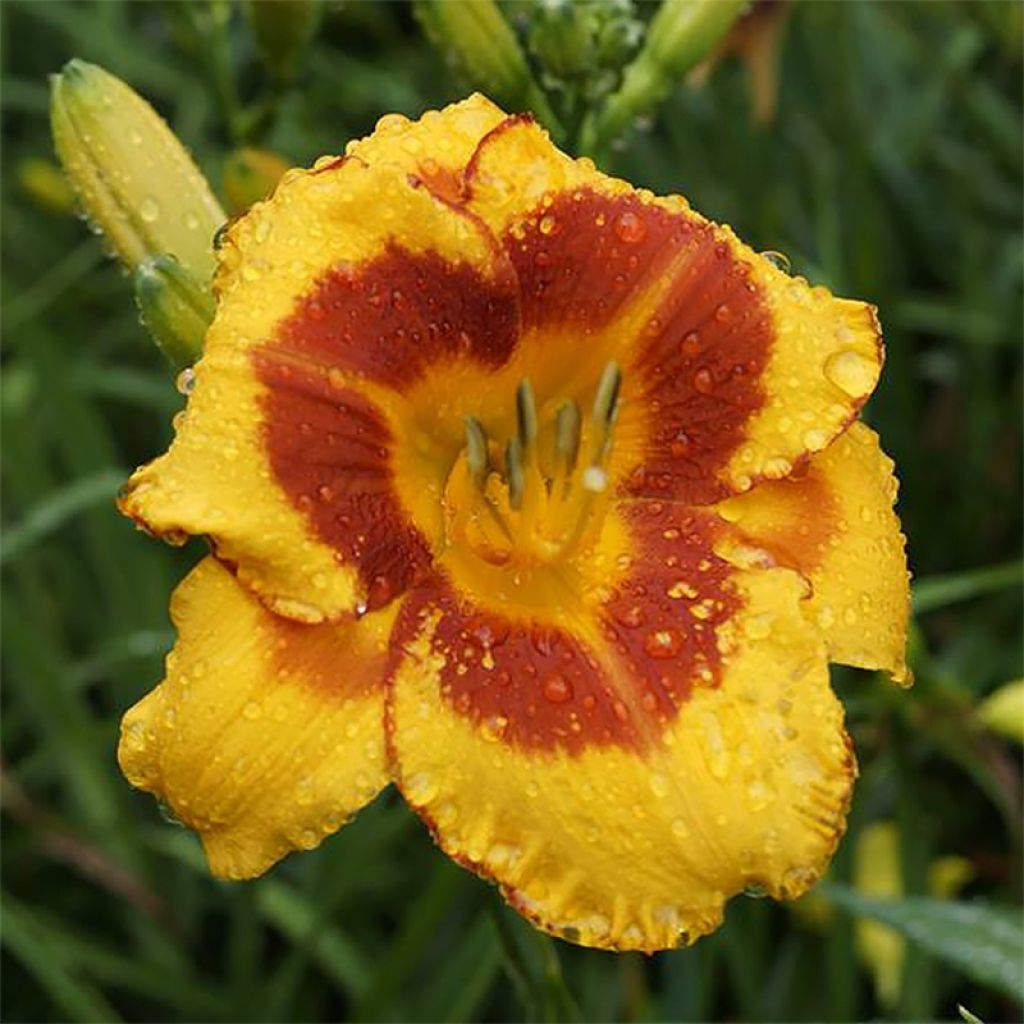 Hemerocallis Fooled Me - Emerocallide