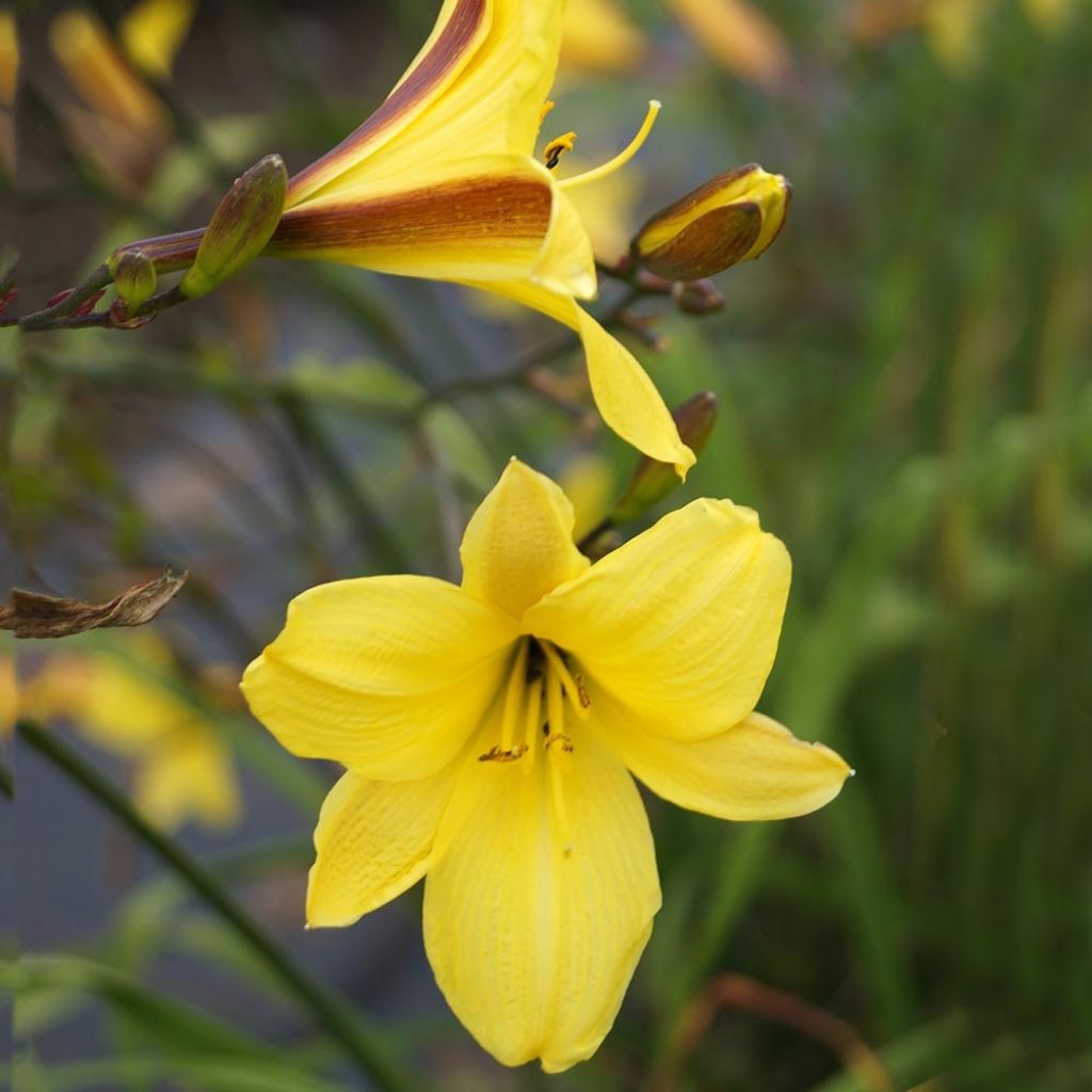 Hemerocallis Corky - Emerocallide