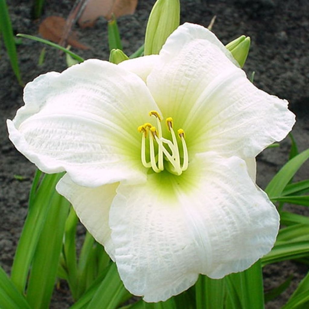 Hemerocallis Gentle Shepherd - Emerocallide